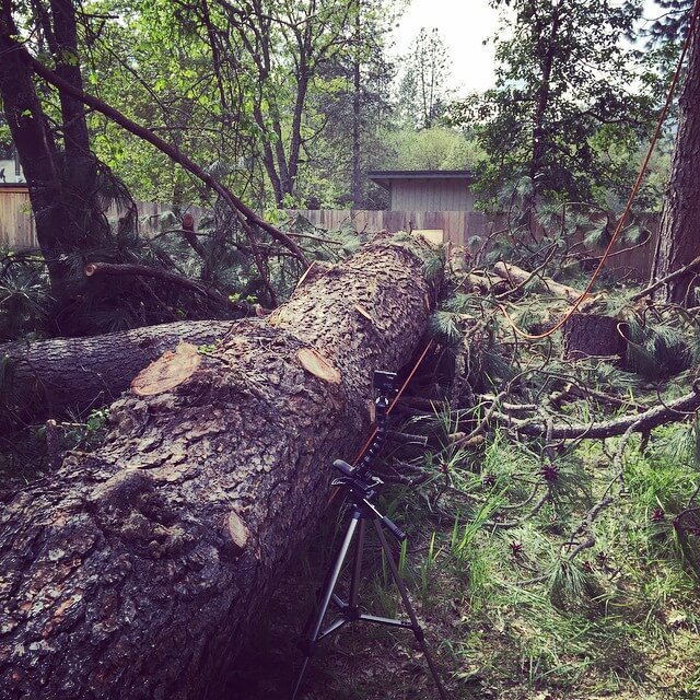 Picture of a falled tree